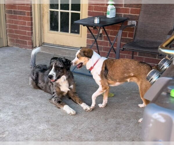 Medium Photo #2 Australian Shepherd Puppy For Sale in Dallas, TX, USA