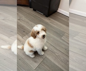 Poodle (Miniature) Puppy for sale in AIKEN, SC, USA