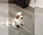 Small Poodle (Miniature)