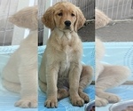 Small Photo #11 Golden Retriever Puppy For Sale in IRWIN, PA, USA