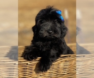 Goldendoodle-Poodle (Standard) Mix Puppy for sale in PORTERVILLE, CA, USA