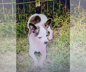 Mother of the Chihuahua puppies born on 06/17/2025