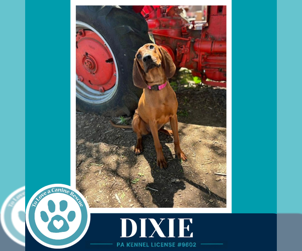 Medium Photo #3 Redbone Coonhound Puppy For Sale in Kimberton, PA, USA