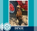 Small #2 Redbone Coonhound