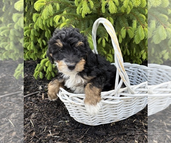 Medium Photo #5 Bernedoodle Puppy For Sale in MIDDLEBURY, IN, USA