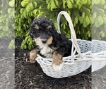 Small #4 Bernedoodle