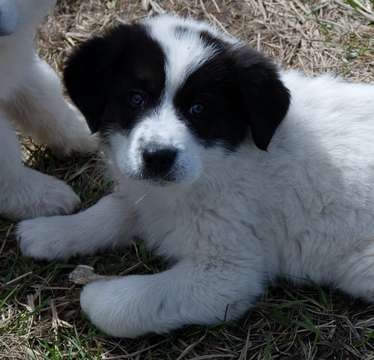 Medium Photo #1 Labrenees Puppy For Sale in KENDRICK, ID, USA