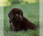 Small #2 Newfoundland