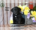 Puppy Vance Bernese Mountain Dog-Labrador Retriever Mix