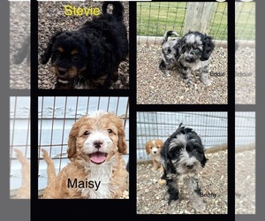 Cavapoo Litter for sale in GILBERTSVILLE, PA, USA