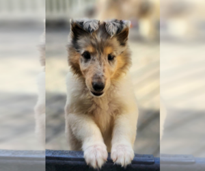 Collie Puppy for sale in NEVADA, MO, USA