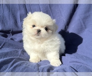 Pekingese Puppy for sale in MESQUITE, TX, USA