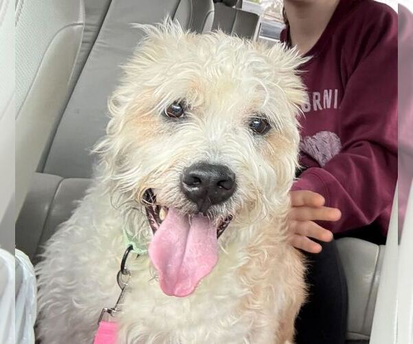 Medium Photo #2 Boxer-Unknown Mix Puppy For Sale in Silver Spring, MD, USA