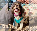 Small #1 Cocker Spaniel