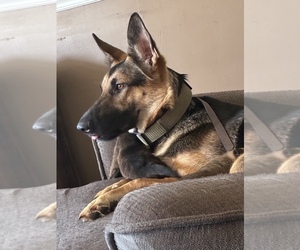 Mother of the Boxer-German Shepherd Dog Mix puppies born on 02/28/2026