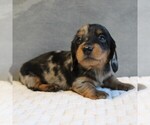 Small Photo #9 Dachshund Puppy For Sale in HONEY BROOK, PA, USA