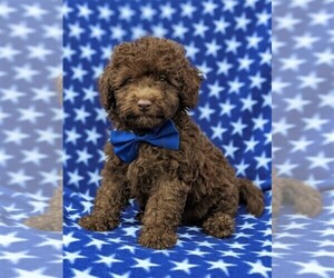 Poodle (Miniature) Puppy for sale in KINZERS, PA, USA