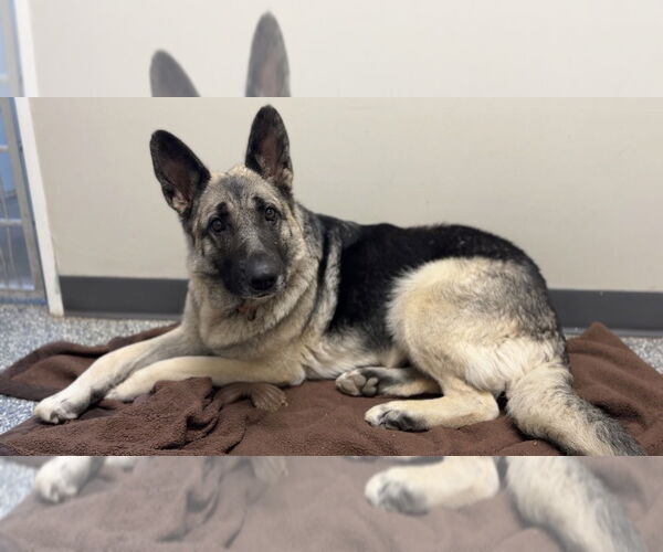Medium Photo #26 German Shepherd Dog-Unknown Mix Puppy For Sale in Bemidji, MN, USA