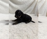 Small Photo #43 Cavapoo mix (+ Poodle Miniature) Puppy For Sale in MUNFORDVILLE, KY, USA