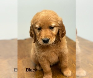 Golden Retriever Puppy for sale in HODGENVILLE, KY, USA