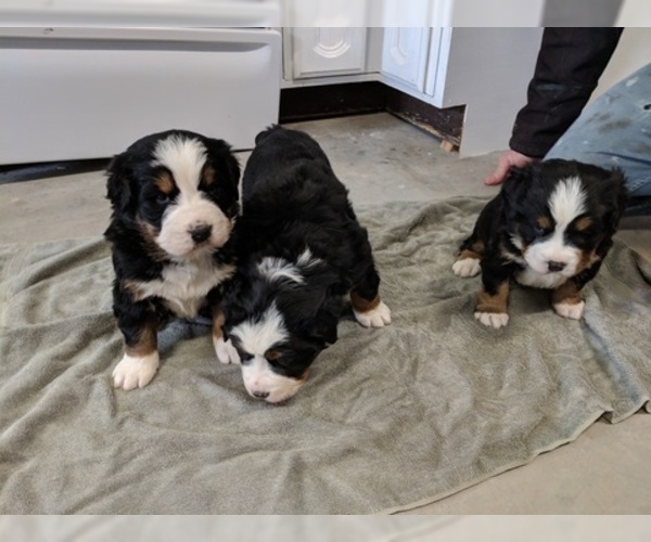 Medium Photo #9 Bernese Mountain Dog Puppy For Sale in BONNERS FERRY, ID, USA
