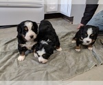 Small Photo #9 Bernese Mountain Dog Puppy For Sale in BONNERS FERRY, ID, USA