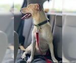 Small #2 Labrador Retriever Mix
