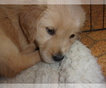 Small Photo #3 Golden Retriever Puppy For Sale in MENDOTA, IL, USA