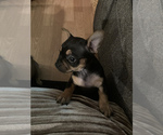 Small Photo #12 Frenchie Pug Puppy For Sale in FILLMORE, CA, USA