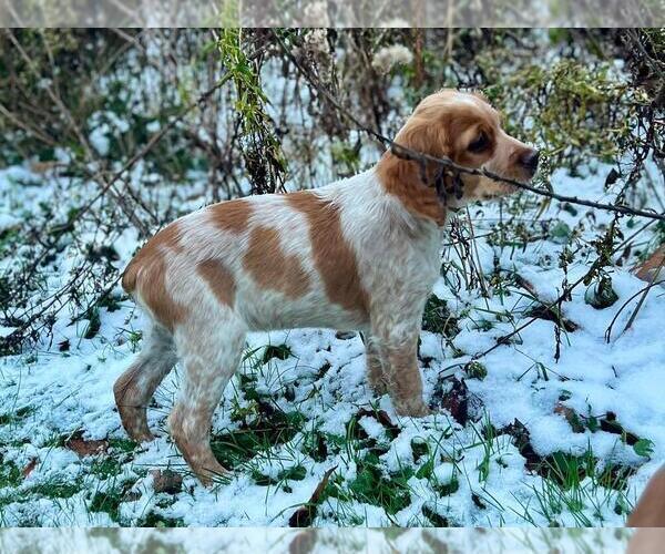 Medium Photo #2 Brittany Puppy For Sale in BERKSHIRE, NY, USA