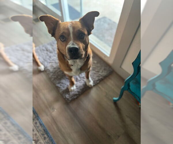 Medium Photo #3 Mutt Puppy For Sale in Aurora, CO, USA