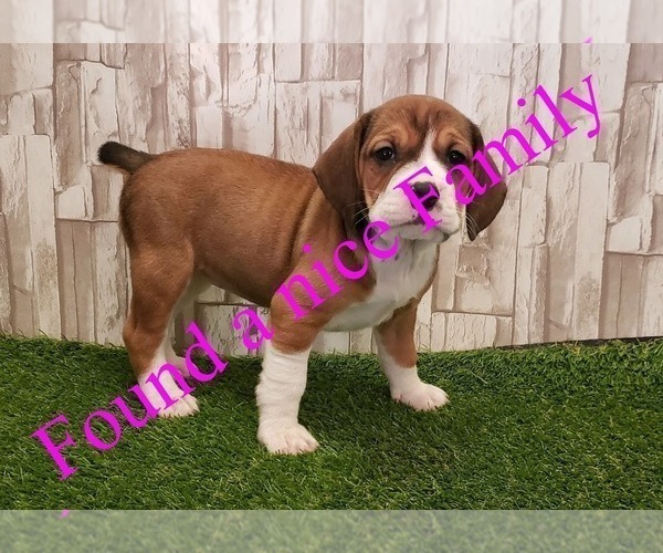Medium Photo #1 Beagle-English Bulldog Mix Puppy For Sale in SHELBYVILLE, IN, USA