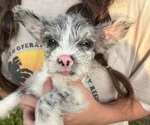 Puppy Misty Cairn Terrier