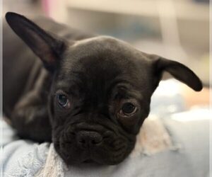French Bulldog Puppy for sale in INDIANAPOLIS, IN, USA