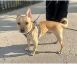 Small #4 Chihuahua Mix