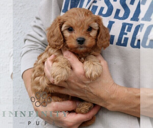 Medium Photo #3 Cavapoo (Miniature) Puppy For Sale in NARVON, PA, USA
