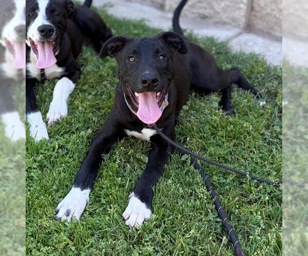 Medium Photo #1 Border Collie-Unknown Mix Puppy For Sale in Modesto, CA, USA