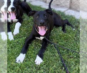 Border Collie-Unknown Mix Dogs for adoption in Modesto, CA, USA