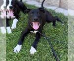 Small Border Collie Mix