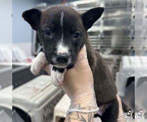 Labrador Retriever-Unknown Mix Dogs for adoption in Washington, DC, USA