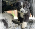 Puppy 5 Australian Shepherd