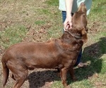 Small #20 Labrador Retriever