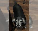Small #3 Chiweenie