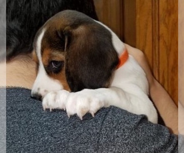 Medium Photo #2 Beagle Puppy For Sale in TOLEDO, OH, USA