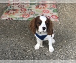 Small Photo #8 Cavalier King Charles Spaniel Puppy For Sale in SHELBYVILLE, KY, USA