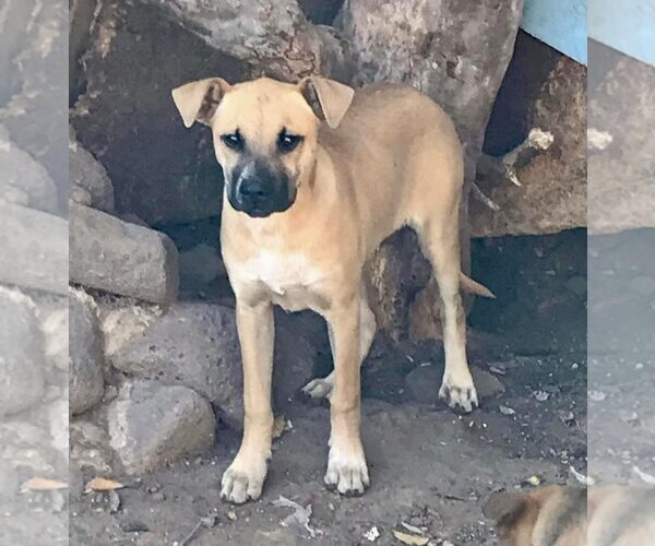 Medium Photo #5 Black Mouth Cur-Boxer Mix Puppy For Sale in Dana Point, CA, USA