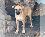 Small #4 Black Mouth Cur-Boxer Mix