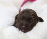 Small Photo #9 Labrador Retriever Puppy For Sale in HYDE PARK, VT, USA