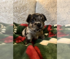 French Bulldog Puppy for sale in BONNEAU, SC, USA