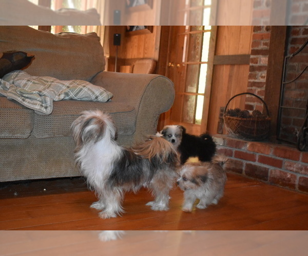Medium Photo #8 Pom-Shi Puppy For Sale in DINWIDDIE, VA, USA